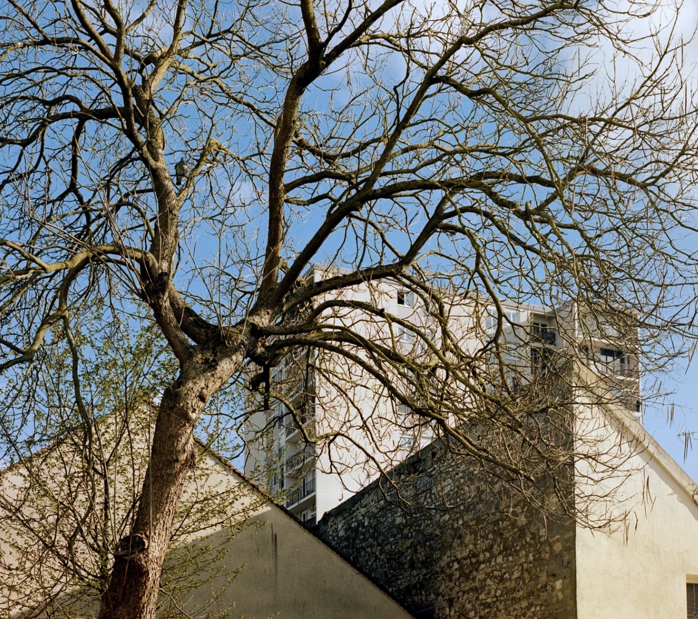 Arbre nu dans un parc