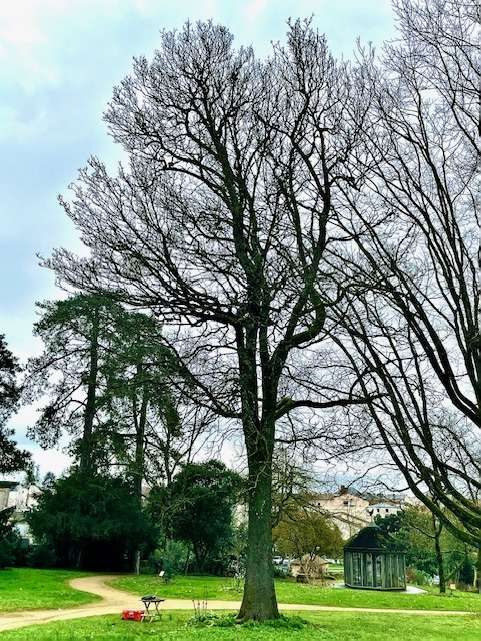 Arbre du parc de la mairie des Herbiers