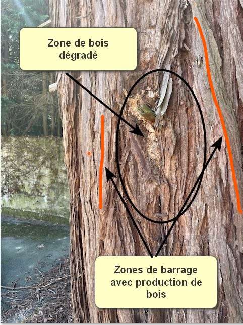 Tronc de séquoia annoté