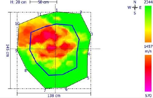 Tomographie du tronc du chêne rouge