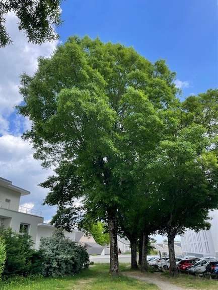Grand arbre feuillu